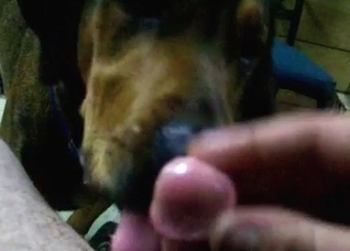 Trained pet licks my hard boner