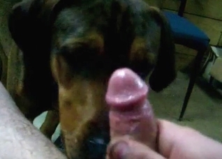 Trained pet licks my hard boner
