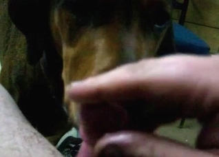 Trained pet licks my hard boner