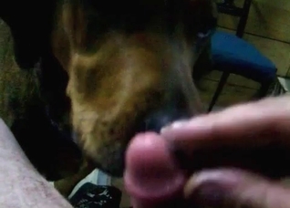 Trained pet licks my hard boner