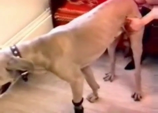 Blonde takes care of her nice pet