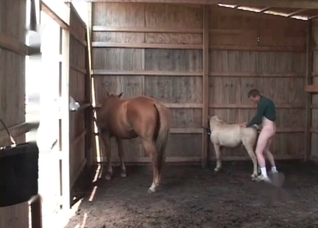 Small pony in the farm animality