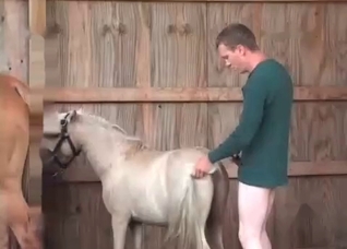 Small pony in the farm animality