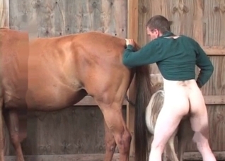 Small pony in the farm animality