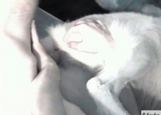 Dog slowly fucked in the ass