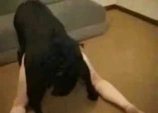Black dog impales a nice booty