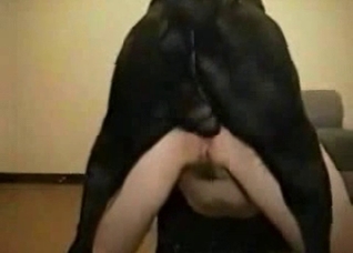Black dog impales a nice booty