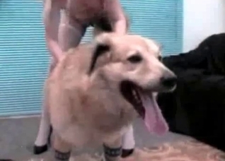 Hairy doggy in the bestial action