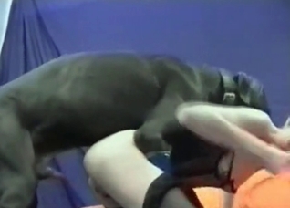 Muscled black dog takes a woman from behind
