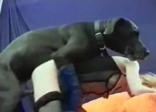 Muscled black dog takes a woman from behind
