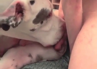 Trained dog gets a huge cumshot