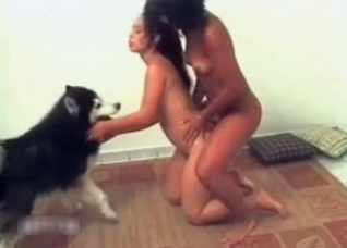 Husky is trying to fuck so hard