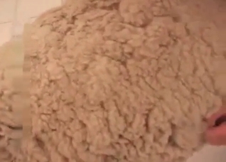 Sheep is being anally fucked