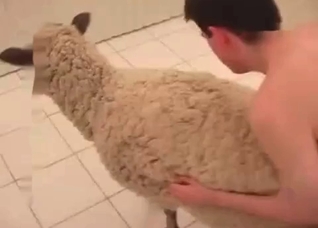 Sheep is being anally fucked