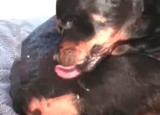 Black dog gets a nice cumshot