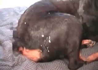 Black dog gets a nice cumshot