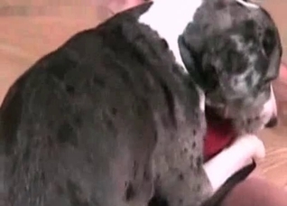 Dog fucks in the missionary pose
