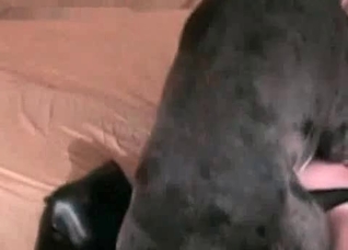 Dog fucks in the missionary pose