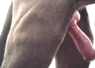Thai slut blows her doggy