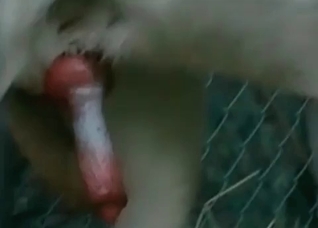 Dog pounds her round butts