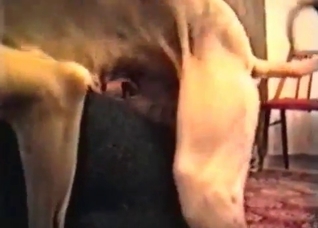 Skinny dog fucks like a crazy