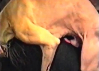 Skinny dog fucks like a crazy