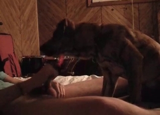 My pet enjoys my hard boner