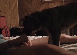 My pet enjoys my hard boner