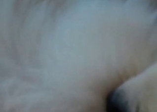Two dogs are having a nice sex