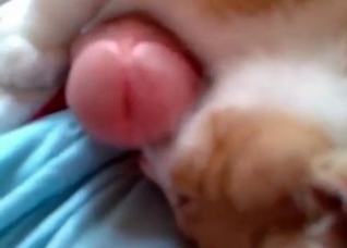 Cute kitty tastes my wiener
