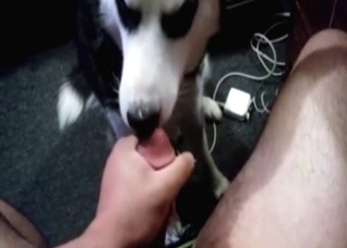 Husky licks and sucks a dick
