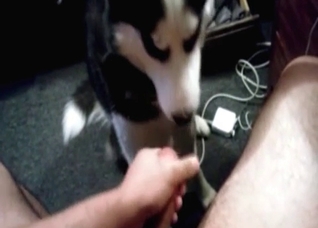 Husky licks and sucks a dick