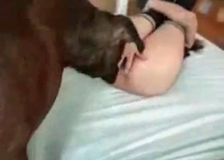 Muscled dog truly enjoys her puss