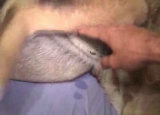 Husky fucked hard in the ass