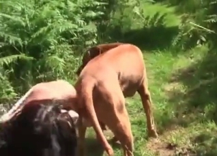 Elegant outdoor bestial blowjob