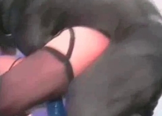 Doggy is trying hard to fuck