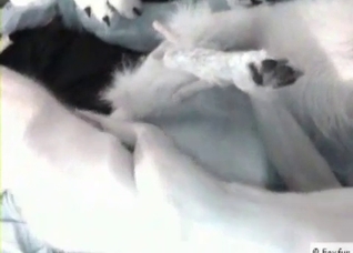 Submissive dog gets screwed soft