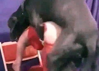 Big dog realizes some dirty minds