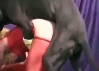 Big dog realizes some dirty minds