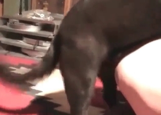 Fisting action in the zoo porn video