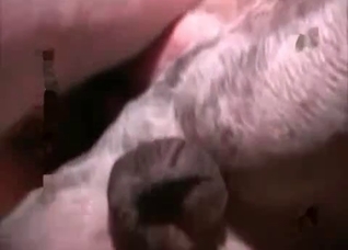 Man is enjoying dirty zoophilia