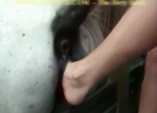 Slut shoves her leg in the horse