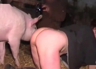 Big pig is trying to fuck