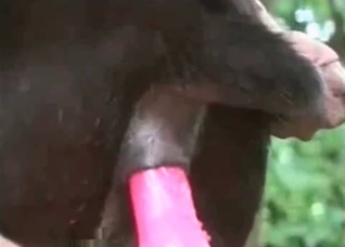 Dog enjoys this hot sex toy