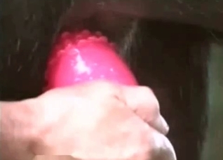Dog enjoys this hot sex toy