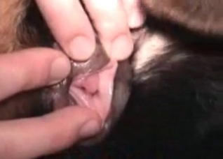 Black animal licks a hard pole