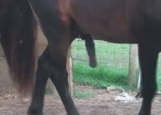 Just showing a huge stallion pipe