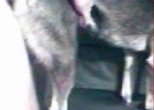 Human and animal in the old barn