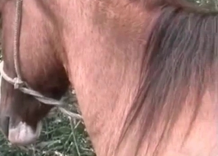 Spicy bestiality fellatio