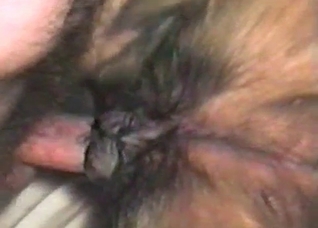 Filthy missionary sex with a dog